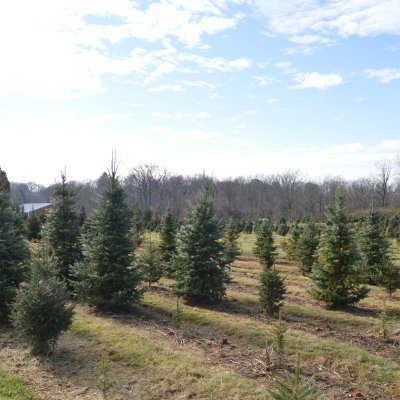 Christmas trees